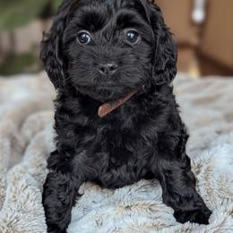 Brown Collar - Black male Cockapoo puppy in Newmanstown, Pennsylvania from Greta's Cockapoos