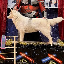 Halo - Gray and white female Siberian Husky puppy in Mechanicsville, Virginia from Shinko Siberians