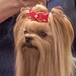 Yorkshire Terrier Puppies from Caraneal Yorkies