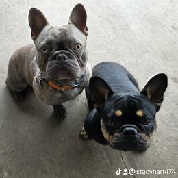 French Bulldog puppies from Hart's Chihuahuas
