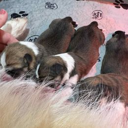 Girl 2 - White and red female Pembroke Welsh Corgi puppy in La Plata, Maryland from Signature Corgis