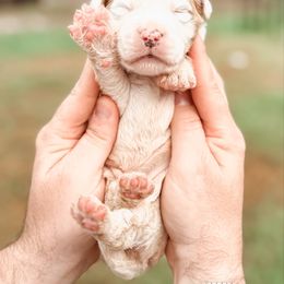 Bernedoodle and Goldendoodle Puppies from Supreme Doodles of Texas