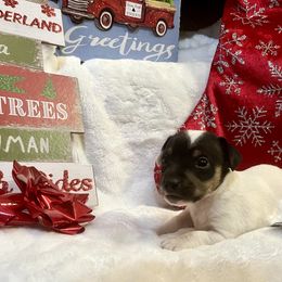 Border Collie and Jack Russell Terrier Puppies from CP FARMS BORDER COLLIES N JACKS CORP