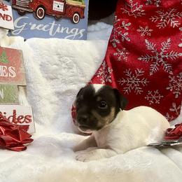 Border Collie and Jack Russell Terrier Puppies from CP FARMS BORDER COLLIES N JACKS CORP