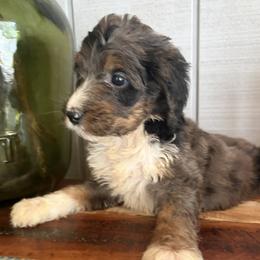 Jackie - Blue merle female Bernedoodle puppy in Rochester, Massachusetts from Harmony Hill Doodles