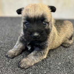Haven - Wheaten female Cairn Terrier puppy in Mountain Grove, Missouri from CreekTop