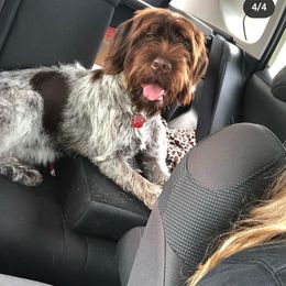 Wirehaired Pointing Griffon All Grown Up from Maine Backwoods Kennel