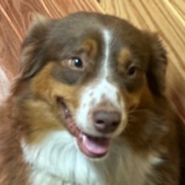 Chewy - Miniature American Shepherd