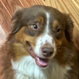 Chewy - Miniature American Shepherd