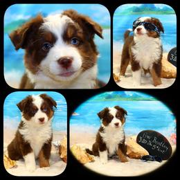 Bentley - Red tri male Toy Australian Shepherd puppy in Levelland, Texas from Once Upon a Time Aussies