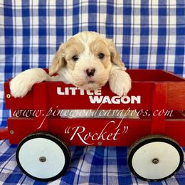 Rocket - Blenheim male Cavapoo puppy in Spokane, Washington from Pinewood Cavapoos