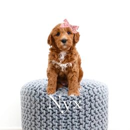 Nyx - Red  female Goldendoodle puppy in Spanish Fork, Utah from Oodles of Floofy Doodles