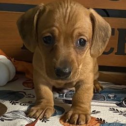 Dachshunds from Fief Family Mini Doxies