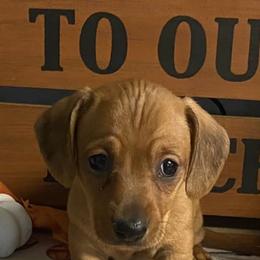Dachshunds from Fief Family Mini Doxies
