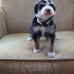 Tan collar female - Tri-color female Bernedoodle puppy in Scottsboro, Alabama from Dixie Land Doodles