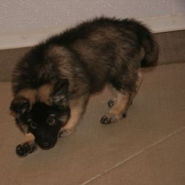 Shiloh Shepherd Puppies from Solace Shilohs