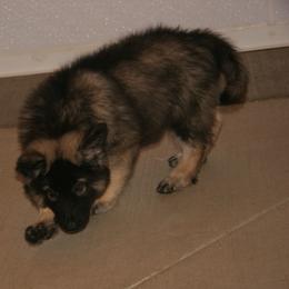 Shiloh Shepherd Puppies from Solace Shilohs