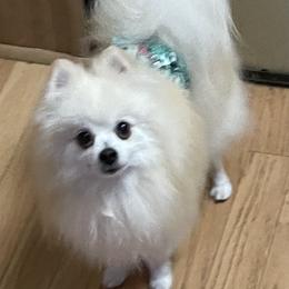 Rhodri - Pomeranian