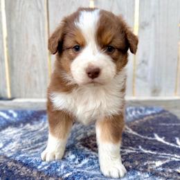 Ariat - Red tri-color female Australian Shepherd puppy in Vernal, Utah from Dancing M Australian Shepherds