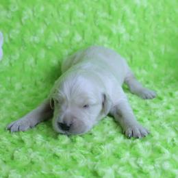 4th Pick Female - Excellent Health Tested Parents - Light golden female Golden Retriever puppy in Pasadena, Maryland from Promise Land