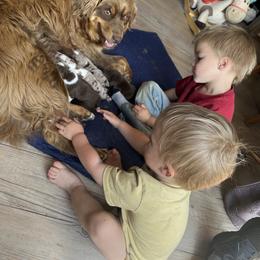 Australian Shepherd Puppies from South Dakota Creekside Australian Shepherds