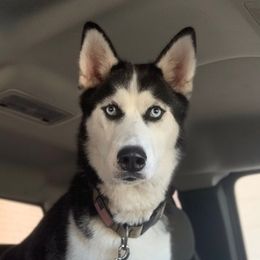 Siberian Huskies from Brightside Kennels