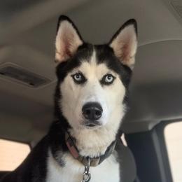 Siberian Huskies from Brightside Kennels