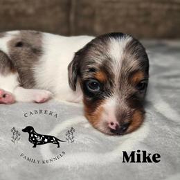 Mike - Dapple male Dachshund puppy in Modesto, California from Cabrera Family Kennels
