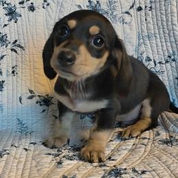 Major 1400 runt - Black and cream male Dachshund puppy in Lexington, Oklahoma from Long Doggy Acres Miniature Dachshunds
