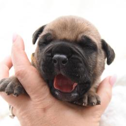 Jewel - Fawn female Bullmastiff puppy in Chickasha, Oklahoma from Rustic Lace