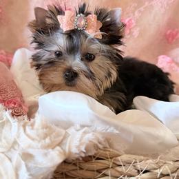 Gracie - Blue and gold female Yorkshire Terrier puppy in Daggett, Michigan from Hetzel’s Enchanted Yorkies (Michigan)
