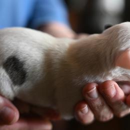 Girl 5 - female Whippet puppy in Gentry, Arkansas from Mardel Robeson of Mulberry Hollow Whippets