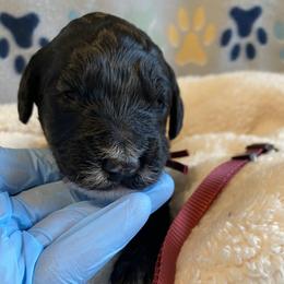 Goldendoodle, Poodle, and Sheepadoodle Puppies from Heavenly Hilltop Farm