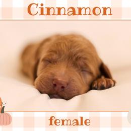Cinnamon - Red  female Goldendoodle puppy in College Station, Texas from Em & El Doodles