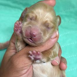 Cream boy 2 - Cream male Dachshund puppy in Honolulu, Hawaii from A&A Mini Dachshunds