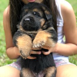 German Shepherd Puppies from Zwinger vom Schneider Wald