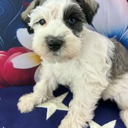 Kody - Parti male Miniature Schnauzer puppy in Sylvania, Georgia from Southern Sky Miniature Schnauzers