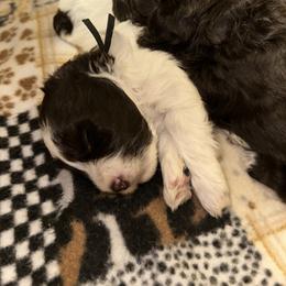 Boy 2 - Parti male Miniature Schnauzer puppy in Tacoma, Washington from MSR Mini Schnauzers