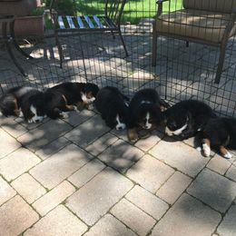 Bernese Mountain Dog Puppies from Locust Hill Berners