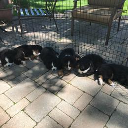 Bernese Mountain Dog Puppies from Locust Hill Berners