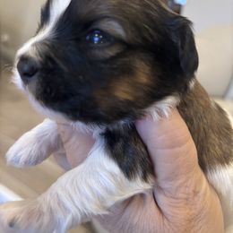 Jacob - Red brindle male Havanese puppy in Independence, Iowa from EClair's Havanese