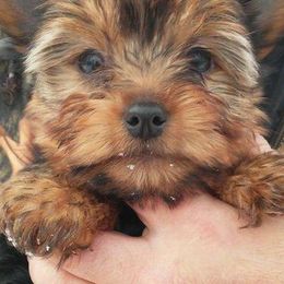 Biewer Terriers and Yorkshire Terriers from Thumbs Up Precious Pups