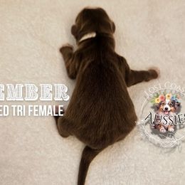 Ember - Red tri-color female Miniature American Shepherd puppy in Ferndale, California from Lost Coast Aussies