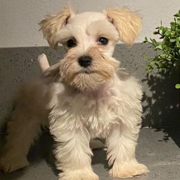 Miniature Schnauzers and Pomeranians from Goulden_Pups