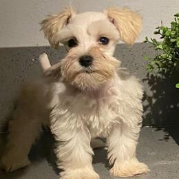 Miniature Schnauzers and Pomeranians from Goulden_Pups