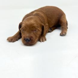 BOOM - Red  male Goldendoodle puppy in Davison, Michigan from Dreaming Doodles