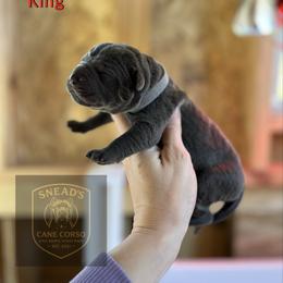 King - Gray brindle male Cane Corso puppy in Altoona, Alabama from Snead’s Cane Corso Kennel