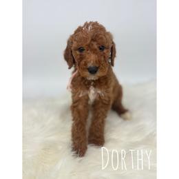 Dorthy - Red  female Goldendoodle puppy in Smithfield, Kentucky from KBK9 Kennels