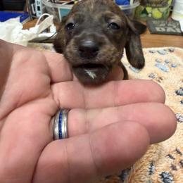 Dachshund Puppies from Witchy Woman’s Wiener’s