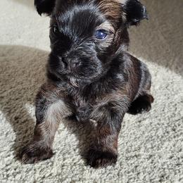 Summer - Red sable female Havanese puppy in Kinston, North Carolina from Court Jester Havanese and Russian Salon Dogs